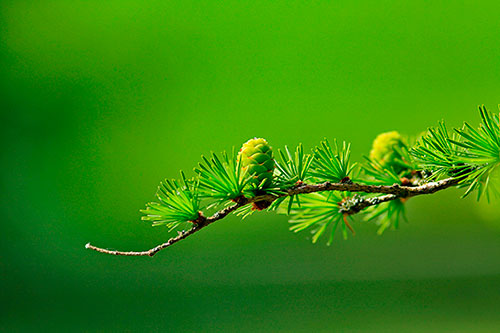 larch_branch_tree.jpg